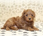 Small #1 Cavapoo