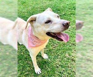 Maddy - Female Labrador Retriever-Unknown Mix Dog for Adoption - Photo #3
