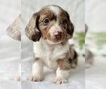 Small #1 Dachshund