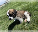 Small Photo #7 Bernese Mountain Dog-Saint Bernard Mix Puppy For Sale in NAMPA, ID, USA