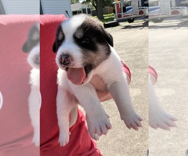 Medium Photo #4 Ausky-Great Pyrenees Mix Puppy For Sale in EDNA, TX, USA