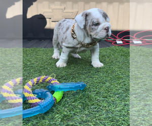 English Bulldog Puppy for sale in YUCAIPA, CA, USA