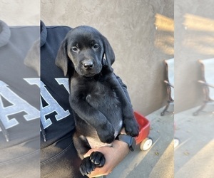 Labrador Retriever Puppy for Sale in SAN JOSE, California USA