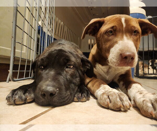 Medium Photo #3 Mutt Puppy For Sale in New London, WI, USA