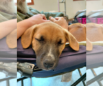 Small #5 Boxer Mix