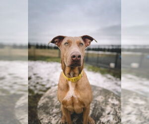 Doberman Pinscher-Unknown Mix Dogs for adoption in Bellingham, WA, USA