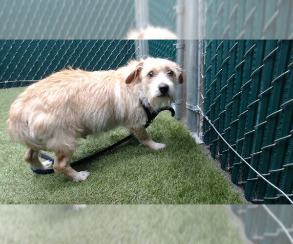 Medium Photo #1 Mutt Puppy For Sale in Downey, CA, USA