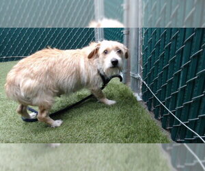 Mutt Dogs for adoption in Downey, CA, USA