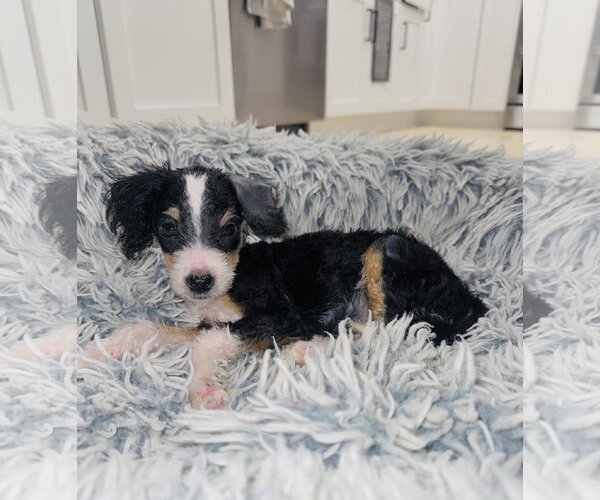 Medium Photo #3 Bernese Mountain Dog-Poodle (Miniature) Mix Puppy For Sale in Valrico, FL, USA