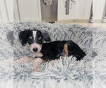 Small #2 Bernese Mountain Dog-Poodle (Miniature) Mix