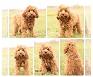 Cavapoo Puppy for sale in MENTONE, IN, USA