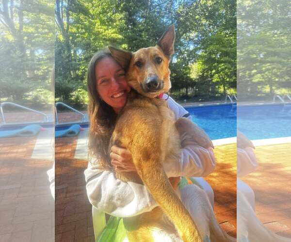 Medium Photo #3 German Shepherd Dog-Unknown Mix Puppy For Sale in Woodbury, NY, USA