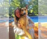 Small #2 German Shepherd Dog Mix