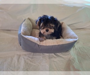 Morkie Puppy for sale in CORNERSVILLE, TN, USA
