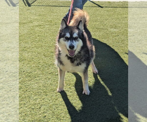 Medium Photo #3 Siberian Husky Puppy For Sale in Salinas, CA, USA