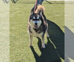 Small #2 Siberian Husky