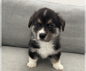 Pembroke Welsh Corgi Puppy for sale in OAKLEY, CA, USA