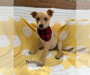 Labrador Retriever-Unknown Mix Dogs for adoption in Oak Bluffs, MA, USA