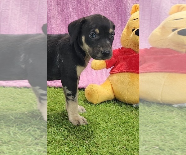 Medium Photo #5 Catahoula Leopard Dog Puppy For Sale in CUMBY, TX, USA