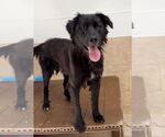 Small #1 Golden Retriever Mix