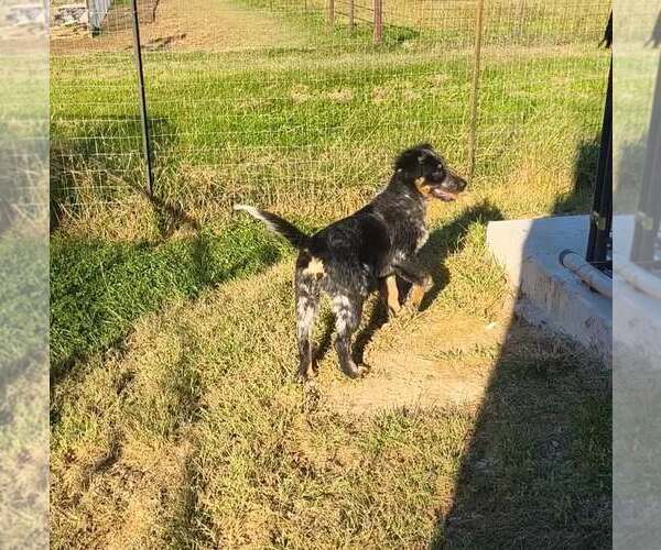 Medium Photo #1 Australian Shepherd-Red Heeler Mix Puppy For Sale in Stover, MO, USA