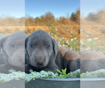 Small #3 Labrador Retriever