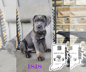 Cane Corso Puppy for sale in SPRINGVILLE, IN, USA