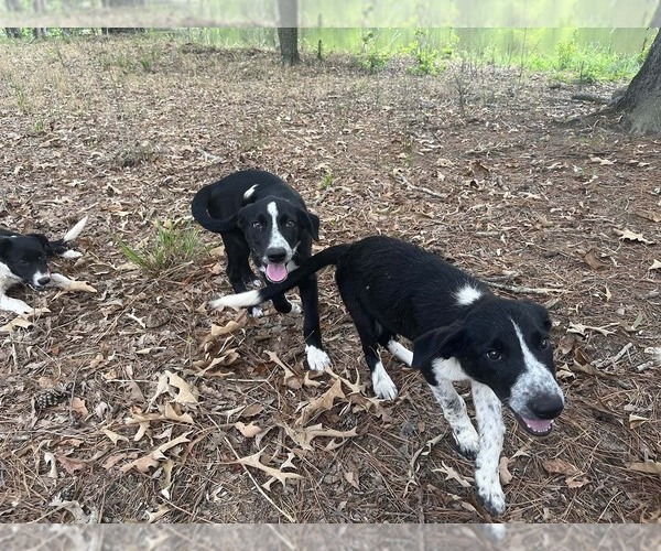 Medium Photo #4 Border Collie Puppy For Sale in NAPLES, TX, USA