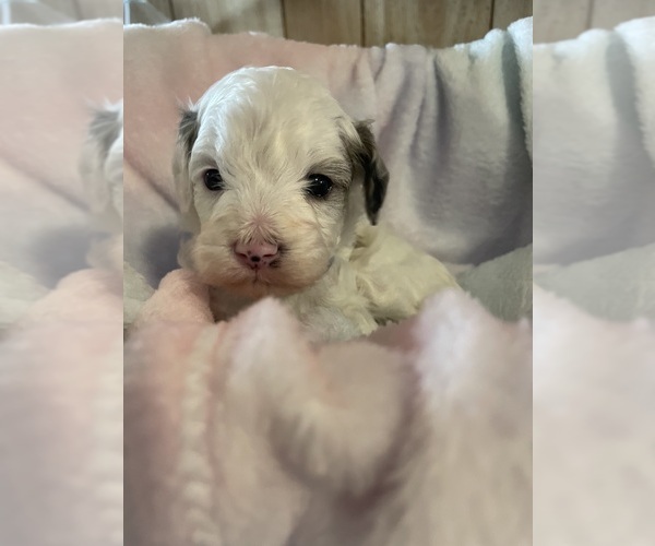 Medium Photo #15 Cavapoo Puppy For Sale in LAFAYETTE, TN, USA