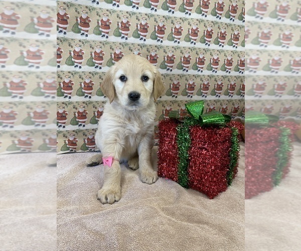 Medium Photo #1 Golden Retriever Puppy For Sale in RILEYVILLE, VA, USA