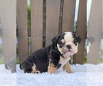 Small Photo #4 Bulldog Puppy For Sale in MERCER ISLAND, WA, USA