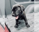 Small Photo #15 Cane Corso Puppy For Sale in SAINT JOSEPH, MO, USA