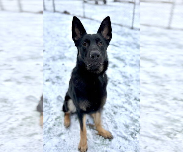 Medium Photo #3 German Shepherd Dog-Unknown Mix Puppy For Sale in Spring Lake, NJ, USA