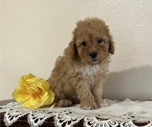 Poodle (Miniature) Puppy for sale in THORP, WI, USA