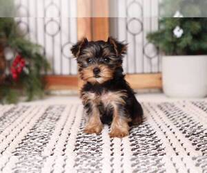 Yorkshire Terrier Puppy for sale in NAPLES, FL, USA