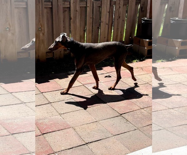 Medium Photo #9 Doberman Pinscher-Unknown Mix Puppy For Sale in Escondido, CA, USA