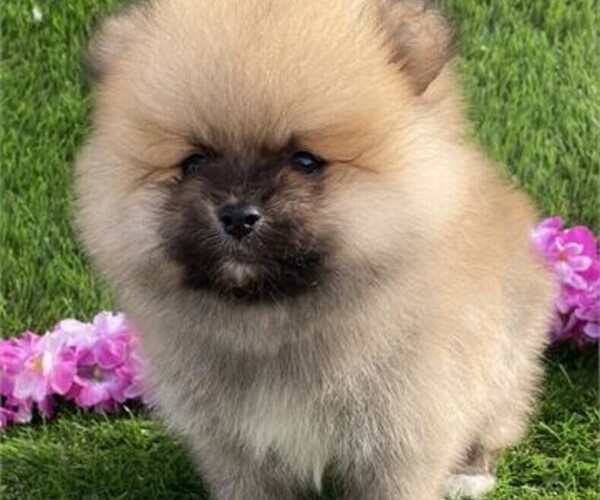 Medium Photo #4 Pomeranian Puppy For Sale in STUART, FL, USA