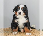 Small #3 Bernese Mountain Dog
