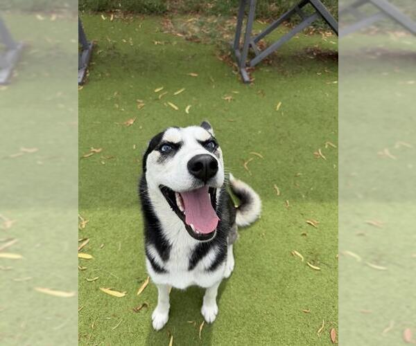 Medium Photo #1 Siberian Husky Puppy For Sale in Sugar Land, TX, USA