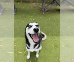 Small Siberian Husky