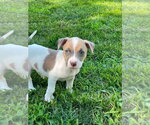 Small Mutt