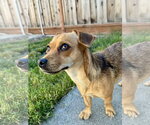 Small #3 Chiweenie