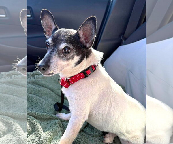 Medium Photo #14 Chihuahua-Unknown Mix Puppy For Sale in Boonton, NJ, USA