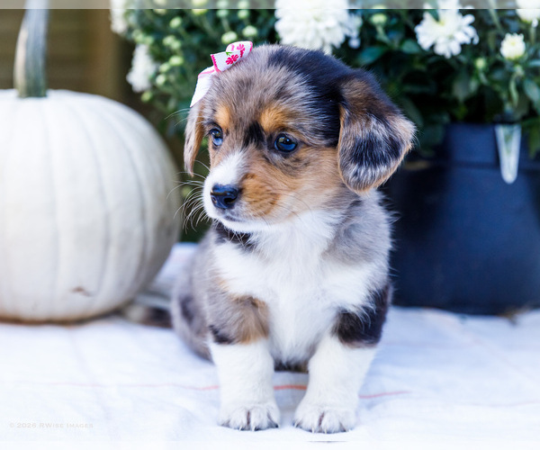 Medium Photo #4 Dorgi Puppy For Sale in WAKARUSA, IN, USA