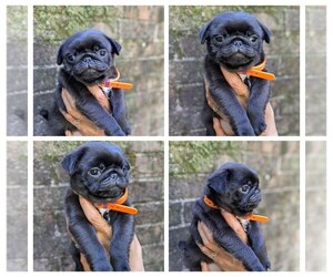 Medium Pug