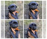 Puppy Snow Pug