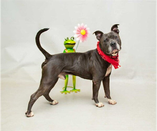 Medium Photo #2 Mutt Puppy For Sale in Sanford, FL, USA