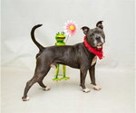 Small #1 Mutt