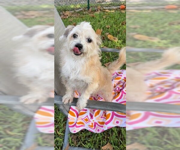 Medium Photo #8 Shih Tzu Puppy For Sale in Weston, FL, USA