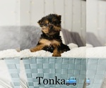 Small Photo #12 Yorkshire Terrier Puppy For Sale in COOKEVILLE, TN, USA